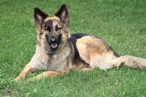 Are Long Haired German Shepherds Hypoallergenic