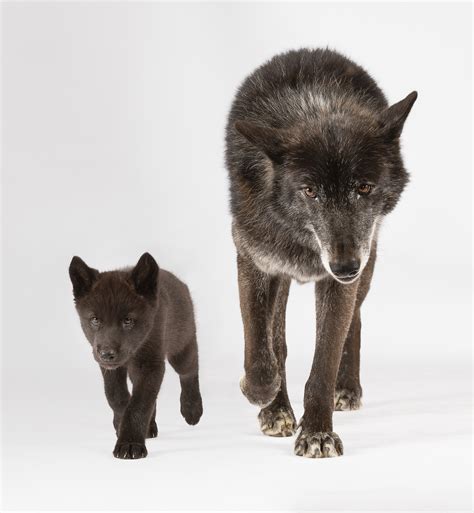 Black Wolf Dog Hybrid Puppies