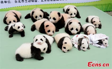 Panda Cubs Debut At Wolong Reserve Cn