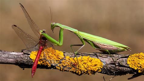 14 Things Praying Mantis Love To Eat Diet Care And Feeding Tips 2022