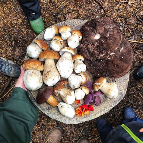 Mushroom Hunting Workshop With Fern Foraged By Fern