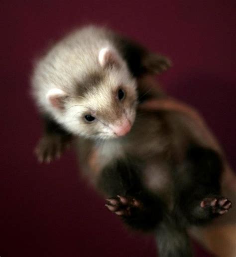 Cute Baby Ferret Miss My Weasels This Thing Called Life Pinterest