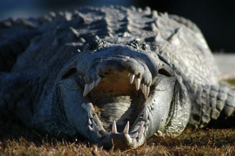 Free Photo Saltwater Crocodile Alligator Animal Croc Free