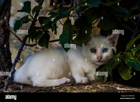 Small White Cat With Surprised Face Hiding Behind The Leaves Of The