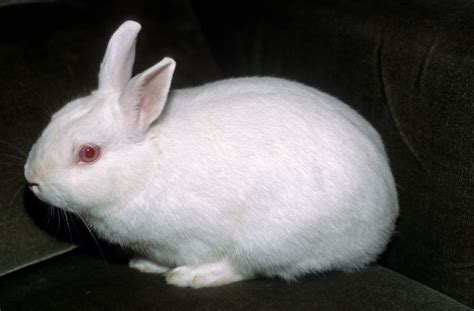 Polish Rabbit Breed Pictures Traits Facts Pet Keen Vlrengbr