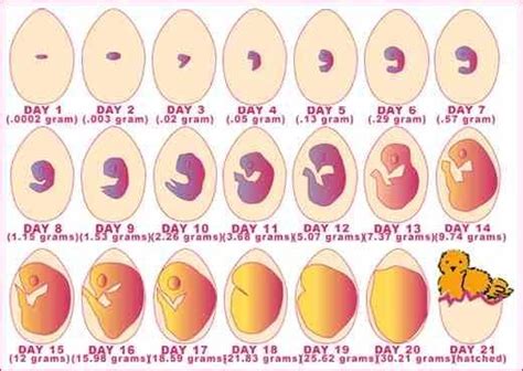 Embryo Chart Chicken Life Cycle Chicken Eggs Hatching Chickens