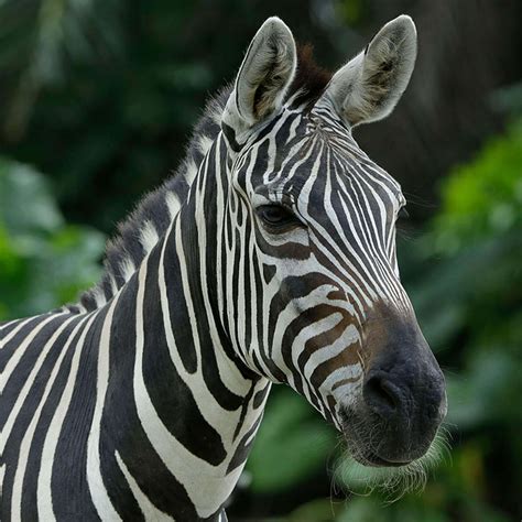 Zebra Singapore Zoo Wildlife Reserves Singapore