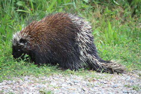 What Do Porcupines Eat Porcupinesrodents Science Hub 4 Kids