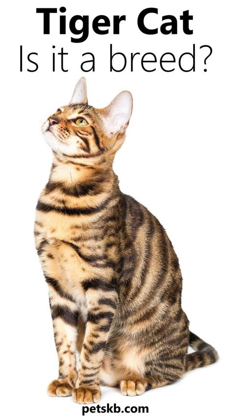Tiger Cat Breeds Wild Looking Cats To Keep At Home Artofit