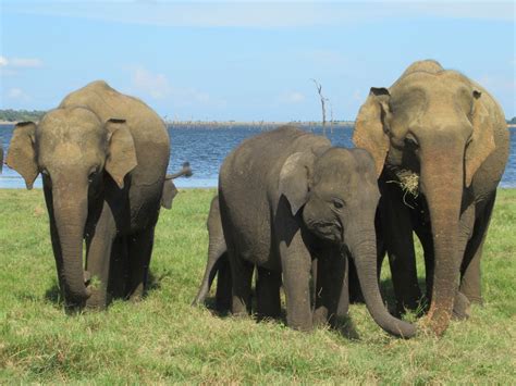 Kaudulla National Park Kaudulla National Park In Central S Flickr