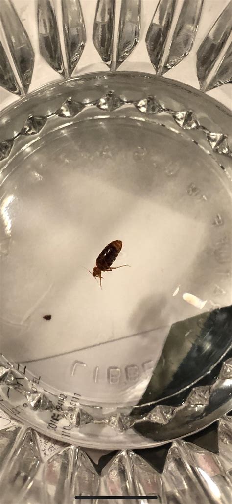 Found Crawling On Me At Hotel Bed Bug Rbedbugs