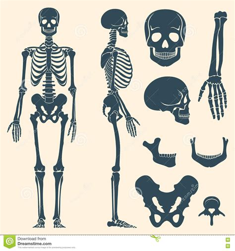 Human Bones Skeleton Silhouette Vector Set Stock Vector - Illustration ...