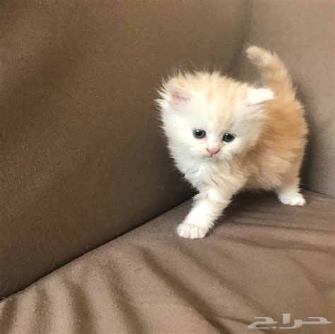قطط شيرازي صغيرة