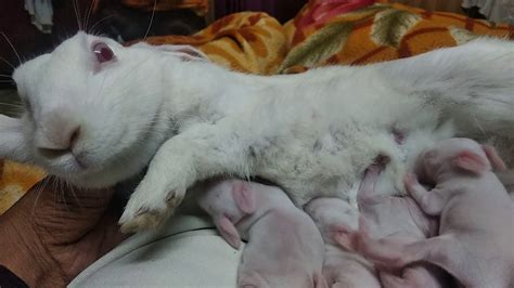 Rabbit Breastfeeding Youtube