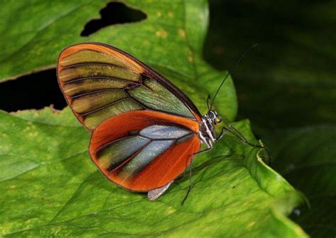 Dazzling Glasswing Butterfly Chrysalis Beautiful Butterflies Butterfly