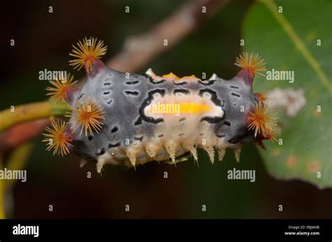 Mottled Cup Moth Caterpillar Doratifera Vulnerans At Glenbrook New