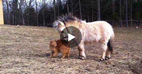 A Miniature Horse And A Cat Live In A Farm Together And
