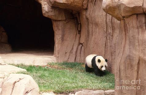 Panda Exhibit At The San Diego Zoo Photograph By Jim Corwin Fine Art