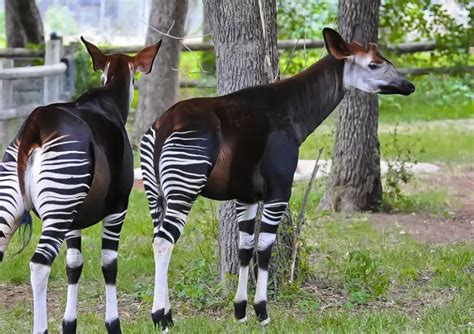Top 10 Rarest Animals In The World 2020 Weird List
