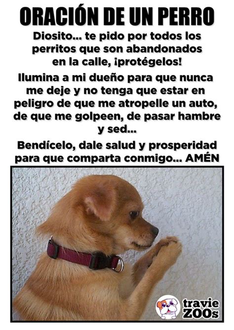 La Oración Que Cada Mañana En Secreto Hacen Nuestros Perritos Dog