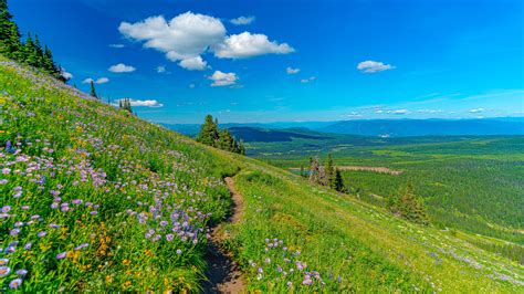 Mountain Pathway Between Grass Field And Flowers In Background Of Blue