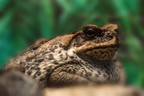 How To Get Rid Of Cane Toads