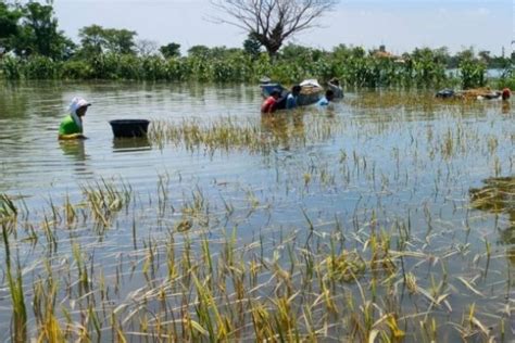 Petani Lamongan Rugi Ratusan Juta Akibat Padi Kebanjiran