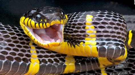 A Mildly Venomous Snake Slithered Loose Inside The Bronx Zoo But