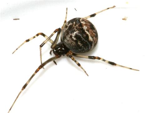Common House Spider Cobweb Weaver The Backyard Arthropod Project