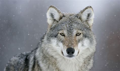 Canis Lupus Gray Wolf Carnivoracanidae5