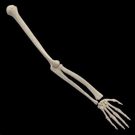 Hand Arm Forearm Bones 3d Max