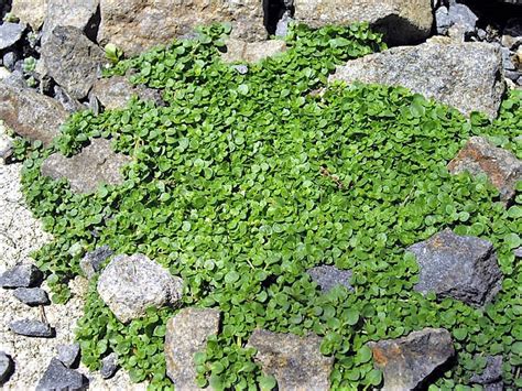 1000 Bulk Corsican Mint Mentha Requienii Herb Fragrant Ground Cover