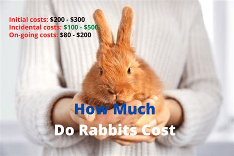 How Much Does It Cost To Get A Rabbit Fixed Archives Best Tips For