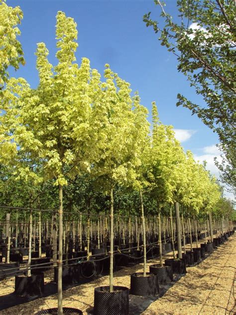 Acer Platanoides Drummondii Variegated Norway Maple Deepdale Trees