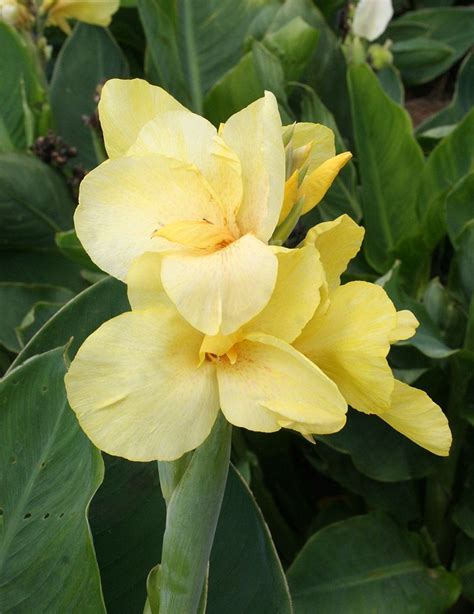 Pfitzer S Primrose Yellow Dwarf Canna Canna Lily Canna Flower