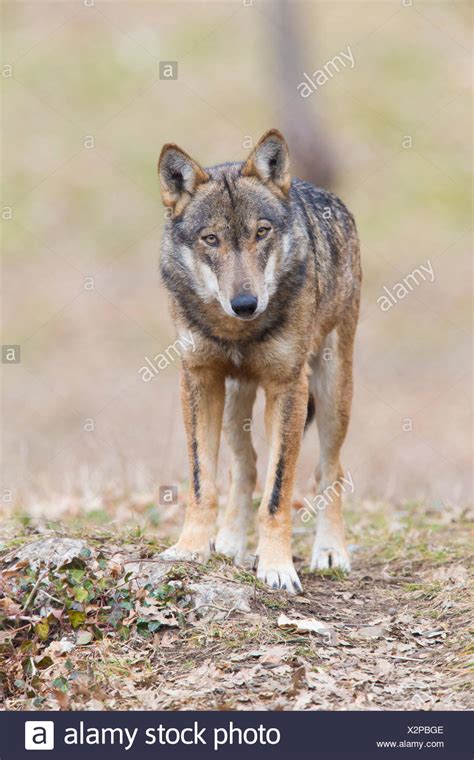 Italienischer Wolf Canis Lupus Italicus Stockfotos Und Bilder Kaufen