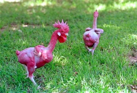Advantages And Disadvantages Of Featherless Naked Chickens Owlcation