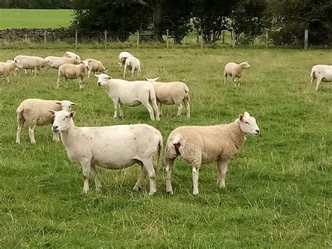 Easycare Ewe Cross Bred To Texel X Beltex Sire For Butchers Lambs You