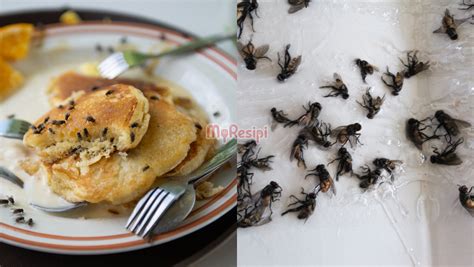 Lalat Berleluasa Dekat Dapur Ini 6 Tip Nak Halau Tanpa Guna Racun