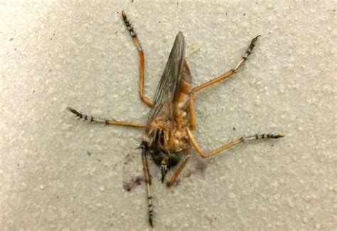 Robber Fly Swatted At Work Whats That Bug