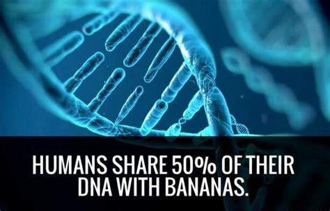 Humans Share 50 Uftheir Dna With Bananas