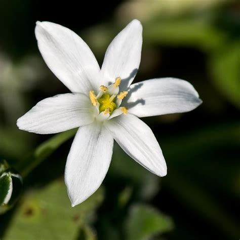 Star of bethlehem flower uses. Star of Bethlehem flower (Ornithogalum augustifolium ...