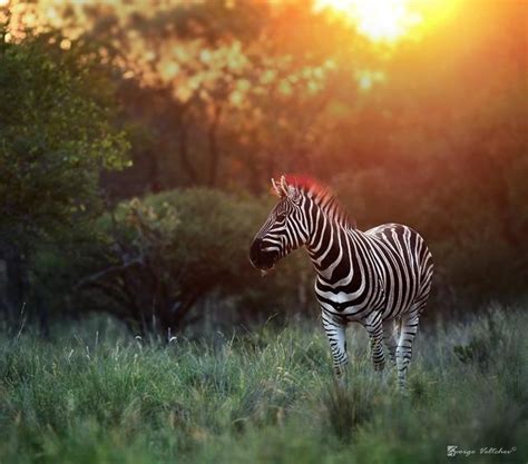 At Sunset Zebras Animal Zebra Animals Wild