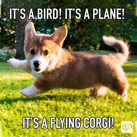 30 Hilarious Corgi Memes For When Youre Feeling Ruff Readers Digest