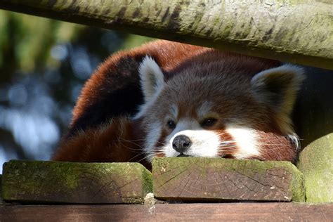 Red Panda Animal Facts Ailurus Fulgens Az Animals