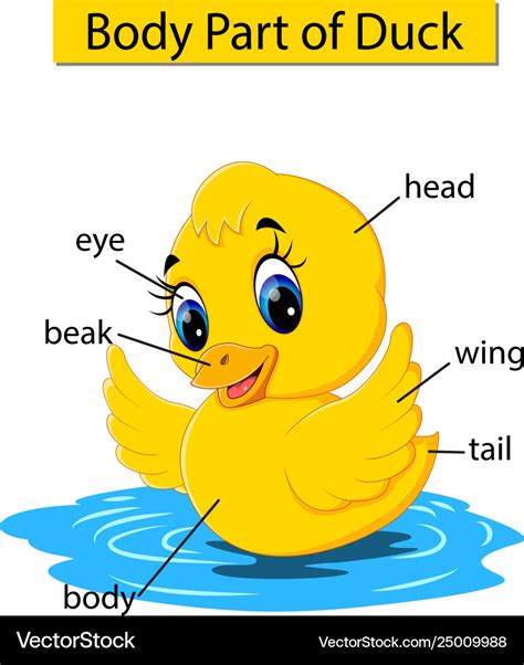Diagram Showing Body Part Duck Royalty Free Vector Image
