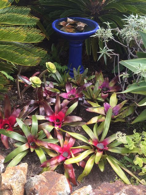 Pin On Bromeliads And Succulents