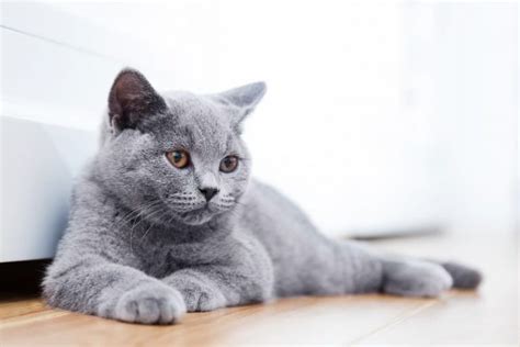 British Shorthair Cat Traits And Facts Great Pet Care