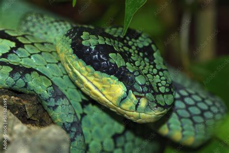 Closeup Picture Of The Ceylon Green Pit Viper Craspedocephalus
