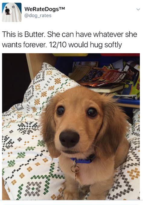 We Rate Dogs Are Hilarious 16 Pics